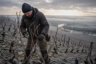 Vigneron pruning dormant vines on a steep, frosty hillside at dawn, showcasing winter vineyard work in the Loire Valley