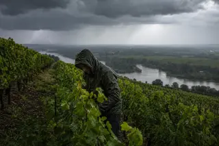 Vigneron pruning Chenin vines in biodynamic rows on a steep slope in Anjou during a summer thunderstorm, with dramatic skies and lush, rain-soaked leaves.