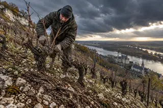Vigneron pruning Chenin vines on a steep limestone slope in the Loire Valley at dawn, highlighting the rugged vineyard under stormy skies.